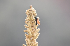 Dasylirion acrotrichum