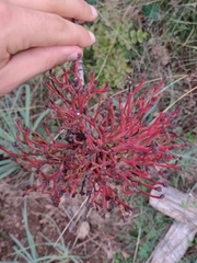 Aceria pistaciae