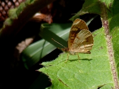 Nymphalidae