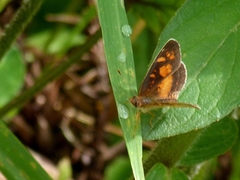 Nymphalidae