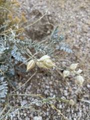 Astragalus lentiginosus