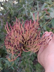 Aceria pistaciae