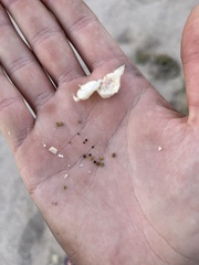 Astragalus lentiginosus