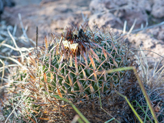 Echinofossulocactus phyllacanthus