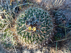 Echinofossulocactus phyllacanthus