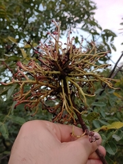 Aceria pistaciae