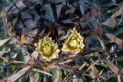 Echinofossulocactus phyllacanthus