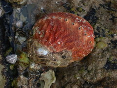 Haliotis rubra