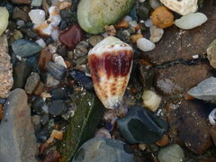 Conus sponsalis