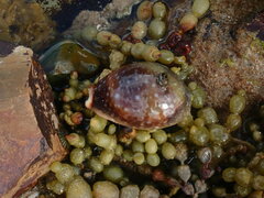 Lyncina vitellus
