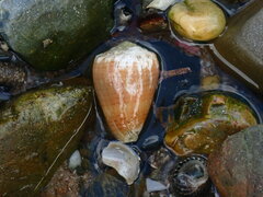 Conus miliaris