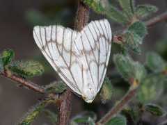 Neuromelia selectata