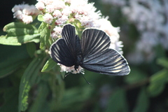 Chlosyne ehrenbergii