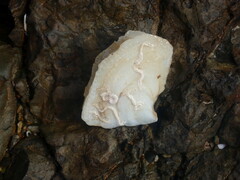 Isognomon