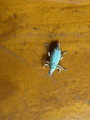 Entiminae