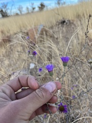 Dieteria canescens