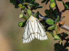 Neuromelia selectata