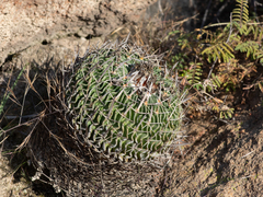 Echinofossulocactus phyllacanthus