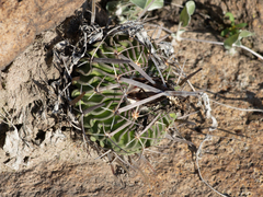 Echinofossulocactus phyllacanthus