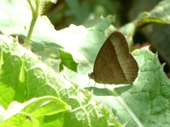Capronnieria galesus