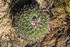 Echinofossulocactus phyllacanthus