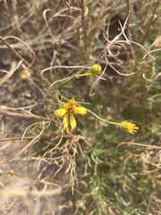 Senecio flaccidus