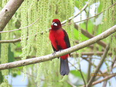 Ramphocelus dimidiatus