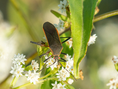 Staluptus marginalis