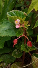 Begoniaceae