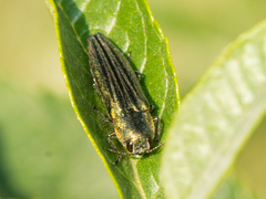 Agrilus sulcatulus