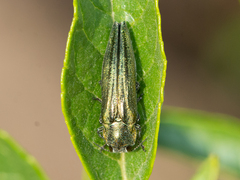 Agrilus sulcatulus