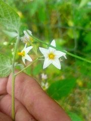 Solanum