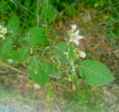 Solanum