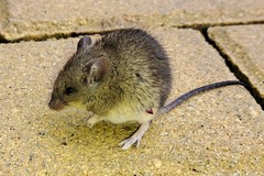 Apodemus sylvaticus