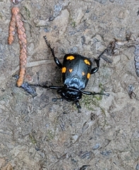 Nicrophorus defodiens