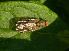 Neotephritis