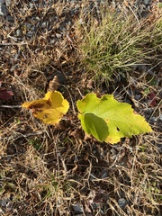 Betula cordifolia