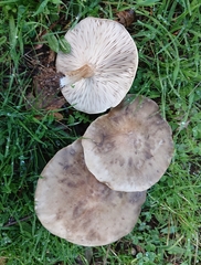 Melanoleuca grammopodia