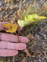 Betula cordifolia