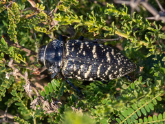 Lampetis dilaticollis