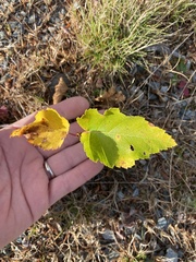 Betula cordifolia