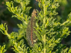 Brachynemurus versutus