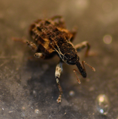 Conotrachelus anaglypticus