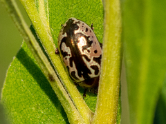 Zygogramma piceicollis
