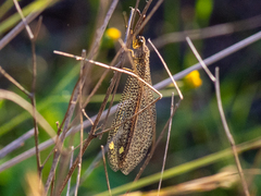Brachynemurus versutus