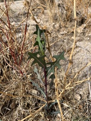 Lactuca serriola