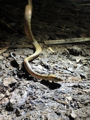 Leptodeira polysticta