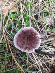 Thelephora caryophyllea