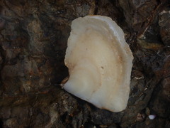 Isognomon