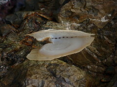 Isognomon